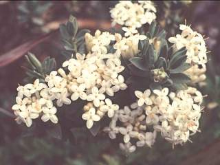 Pimelea glauca, inflorescences