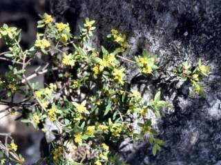 Pimelea hewardiana, in flower
