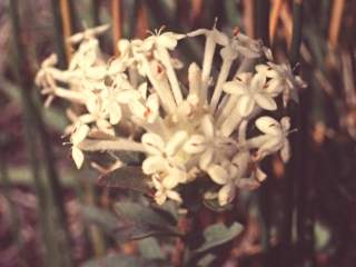 Pimelea humiliis, inflorescence