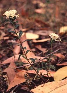 Pimelea humils, flowering stems