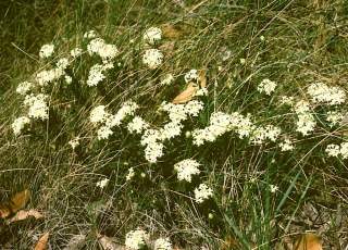Pimelea humiliis, in flower