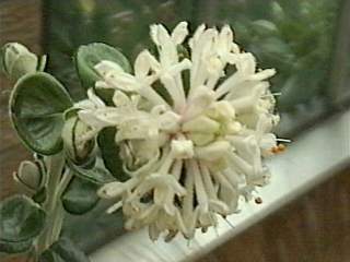 Pimelea nivea, inflorescence