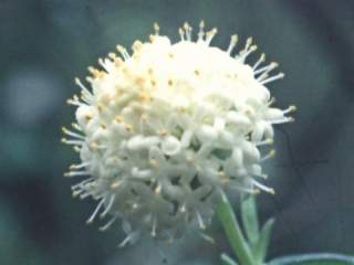 Pimelea ligustrina, inflorescence