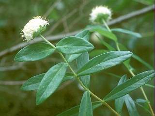 Pimelea ligustrina, flowering shoot