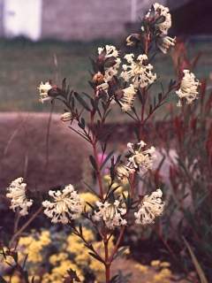 Pimelea linifolia, flowering shoot