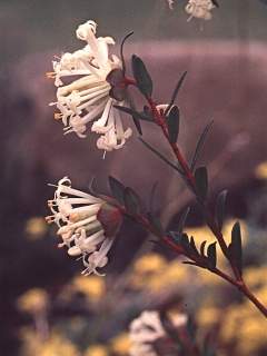 Pimelea linifolia, inflorescences