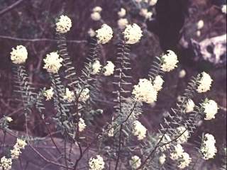 Pimelea linifolia, in flower