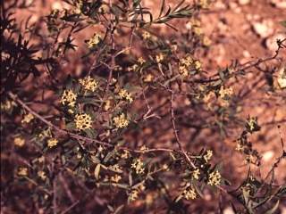 Pimelea microcephala, flowering shoots