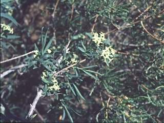 Pimelea microcephala, flowering shoots