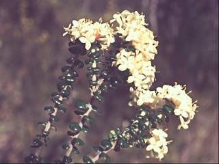 Pimelea nivea, inflorescences
