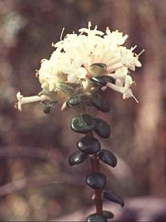 Pimelea nivosa, inflorescence