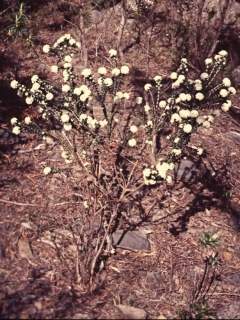 Pimelea nivosa, in flower