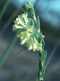 Pimelea octophylla, inflorescence
