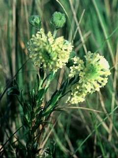 Pimelea octophylla, flowering shoots