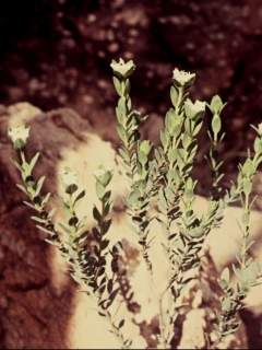 Pimelea petrophila, flowering shoot