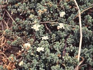 Pimelea prostrata, in flower