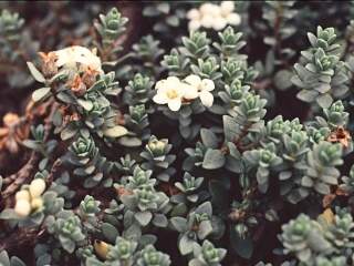 Pimelea prostrata, flowering shoots