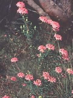 Pimelea rosea, in flower