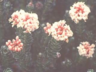 Pimelea sericea, inflorescences