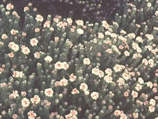 Pimelea sericea, in flower