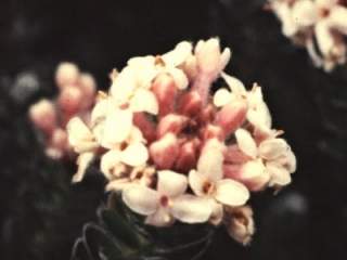 Pimelea sericea, inflorescence