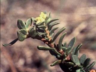 Pimelea serpyllifolia, flowering shoot