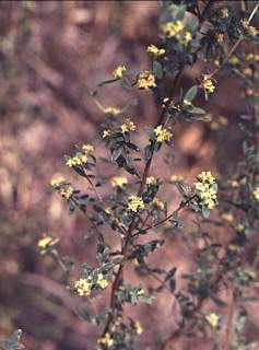 Pimelea serpyllifolia, flowering shoot