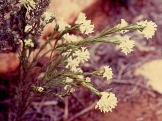 Pimelea stricta, in flower