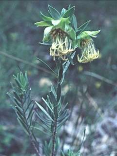 Pimelea suaveolens, inflorescences