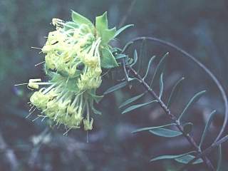 Pimelea suaveolens, inflorescences