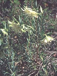 Pimelea suaveolens, in flower