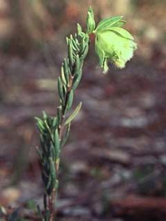 Pimelea suaveolens, inflorescence