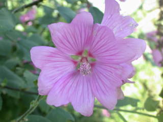 Lavatera 'Rosea', flower