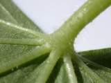 base of underside of leaf