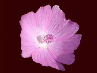 flower of Malva moschata  2002 Stewart R. Hinsley 