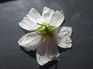 Malva moschata alba, flower (reverse)