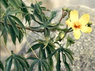 Cochlospermum gillivraei, flower and foliage
