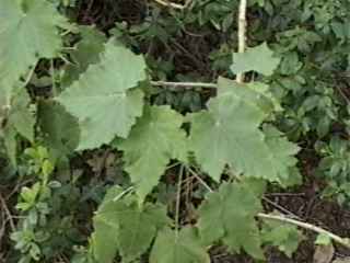 Corynabutilon vitifolium, foliage