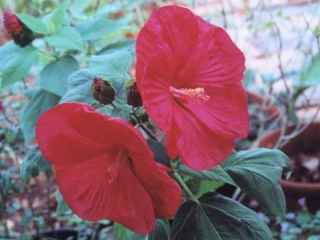 Hibiscus 'Disco Belle', flowers, red