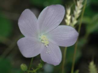 Hibiscus caerulescens, flower