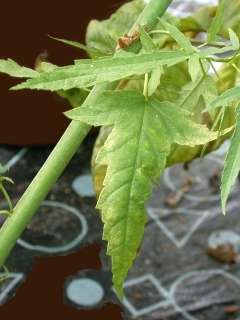 Hibiscus dasycalyx, leaf