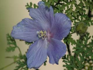 Hibiscus erodiifolius, flower