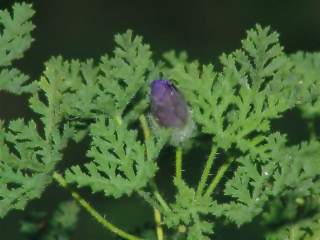 Hibiscus erodiifolius, foliage