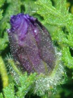 Hibiscus erodiifolius, flower bud