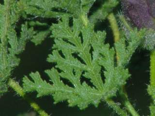 Hibiscus erodiifolius, leaf