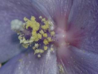 Hibiscus erodiifolius, stamens and style