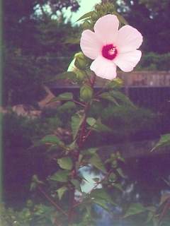 Hibiscus moscheutos var lasiocarpos, flowering shoot