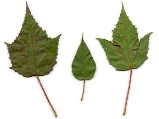 Hibiscus moscheutos var lasiocarpos, leaves