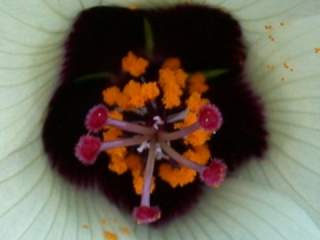 Hibiscus trionum, eye of flower