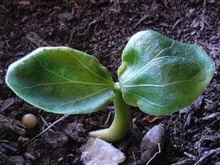 Hildegardia populifolia, seedling